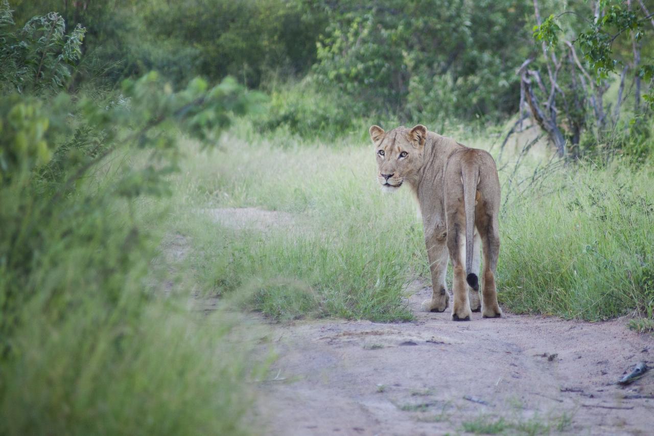 Baobab Ridge Villa Klaserie Private Nature Reserve Bagian luar foto